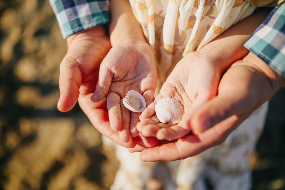 sea-shelling-2