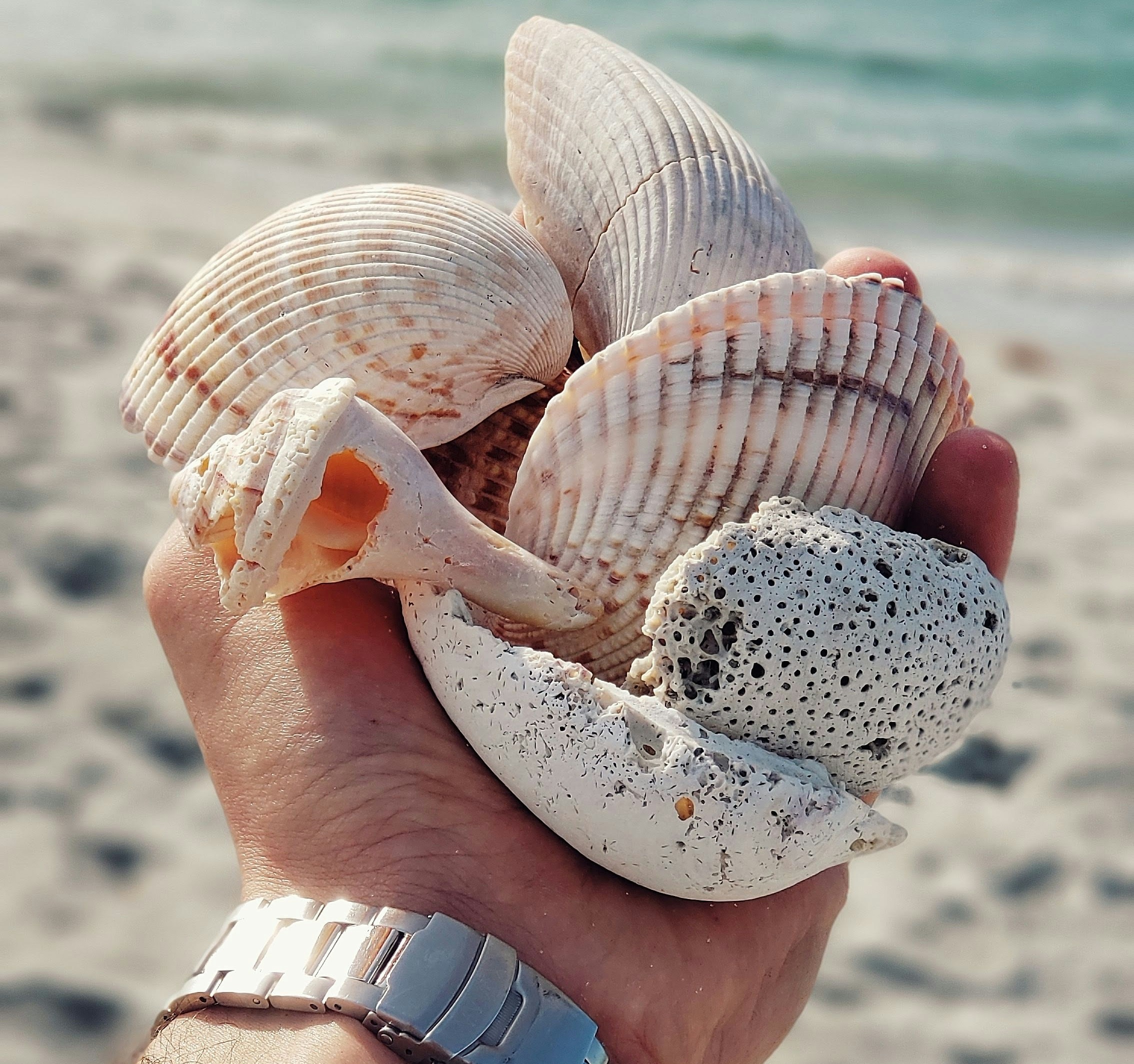 sea-shelling_naples_bay