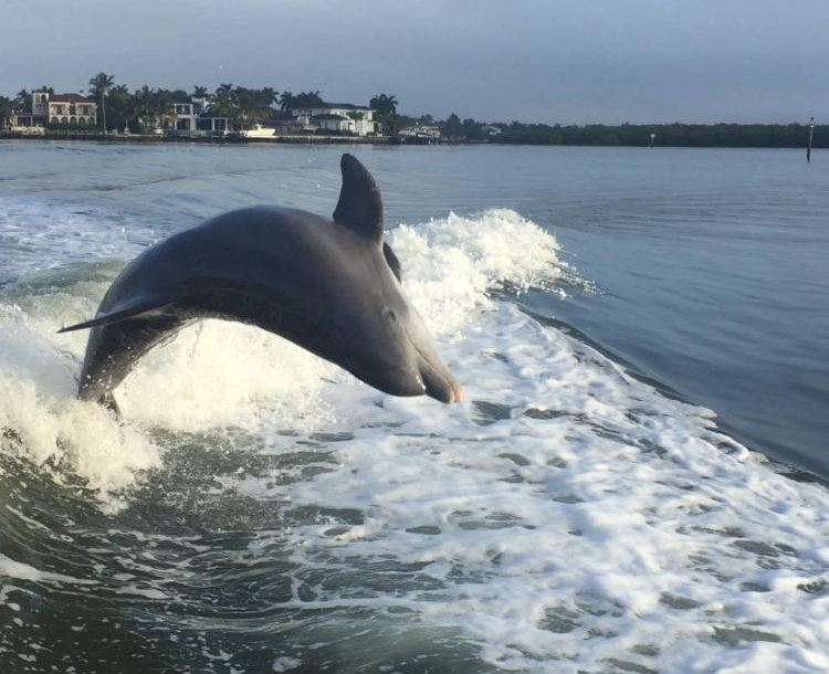 Dolphin-Watching